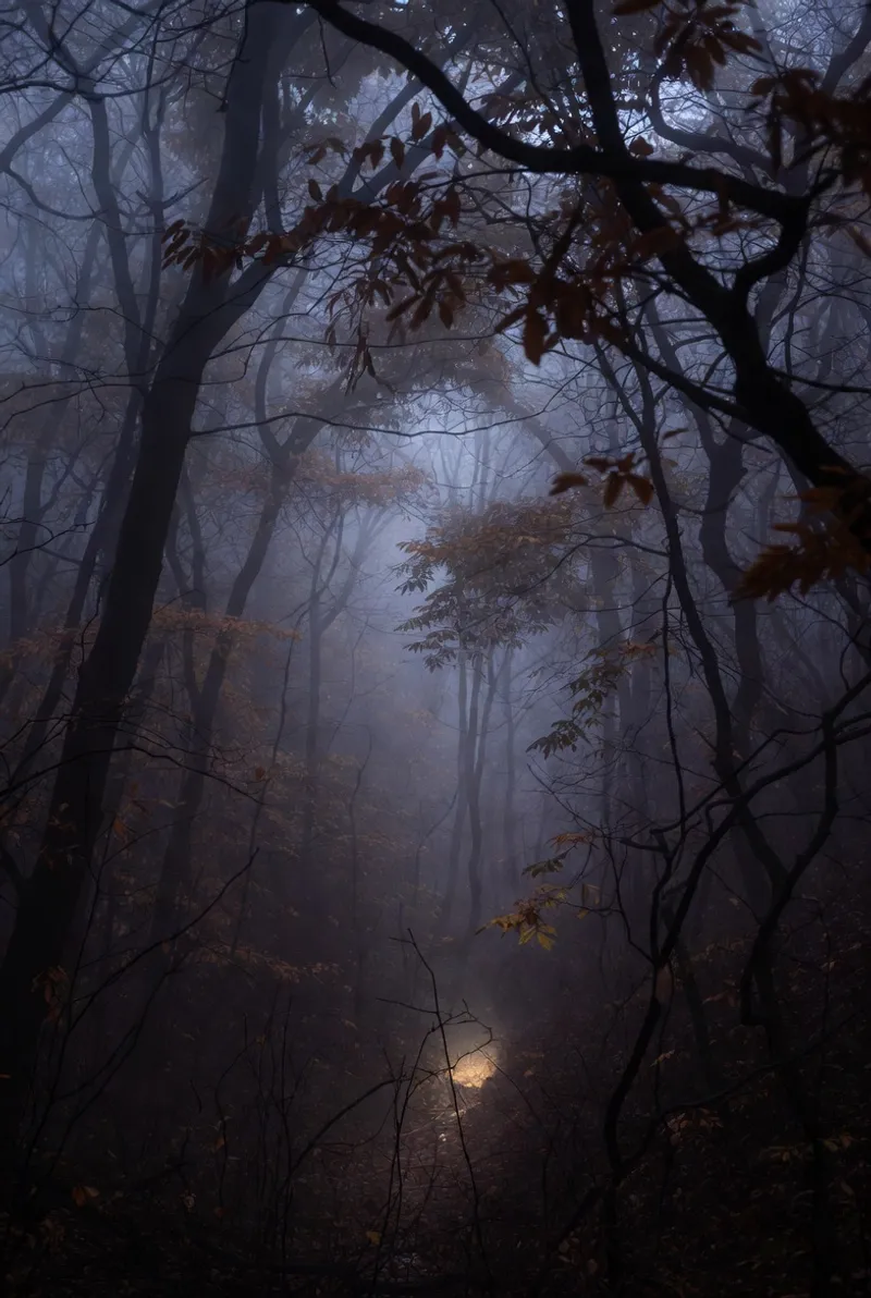 Zbrodnia w Lesie Kabackim: Tajemnica Nieznajomej z Warszawy